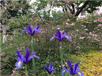 59f1e0e7-20170501 Ri irisi.jpg